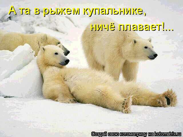 Котоматрица: А та в рыжем купальнике, ничё плавает!...