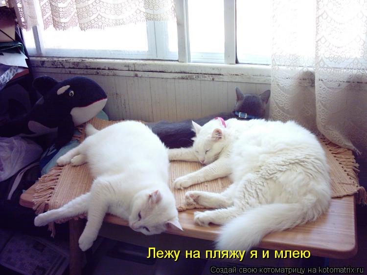 Котоматрица: Лежу на пляжу я и млею