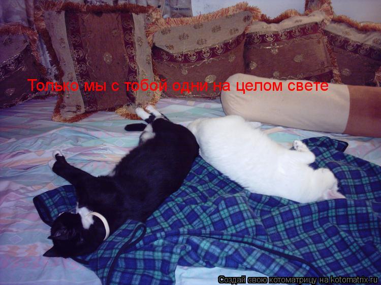 Котоматрица: Только мы с тобой одни на целом свете