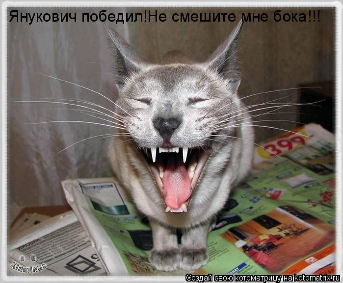 Котоматрица: Янукович победил!Не смешите мне бока!!!