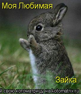 Котоматрица: Моя Любимая Зайка