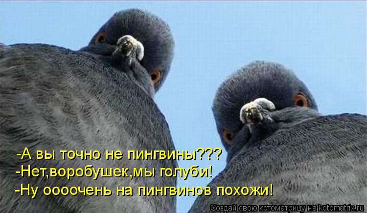 Котоматрица: -А вы точно не пингвины??? -Нет,воробушек,мы голуби! -Ну оооочень на пингвинов похожи!