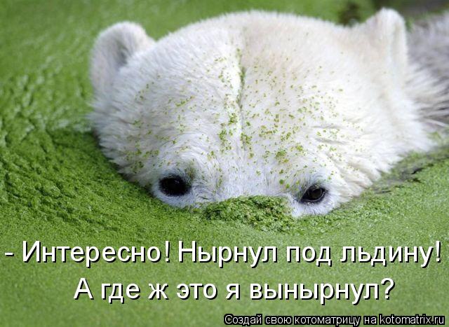 Котоматрица: А где ж это я вынырнул? - Интересно! Нырнул под льдину!