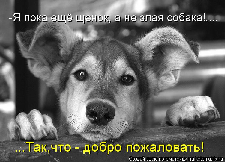 Котоматрица: -Я пока ещё щенок, а не злая собака!.... ...Так,что - добро пожаловать!