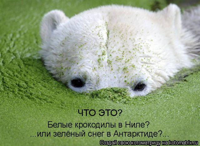 Котоматрица: ЧТО ЭТО? Белые крокодилы в Ниле? ...или зелёный снег в Антарктиде?...