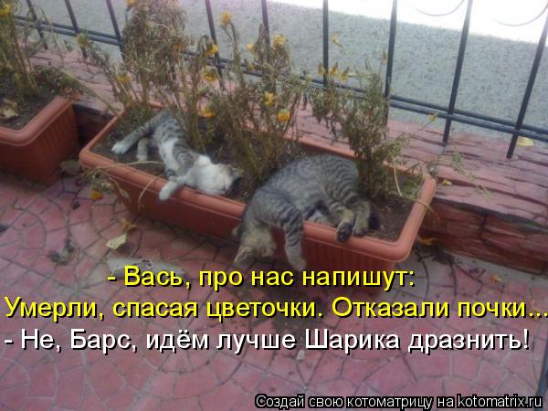 Котоматрица: Умерли, спасая цветочки. Отказали почки... - Не, Барс, идём лучше Шарика дразнить! - Вась, про нас напишут:
