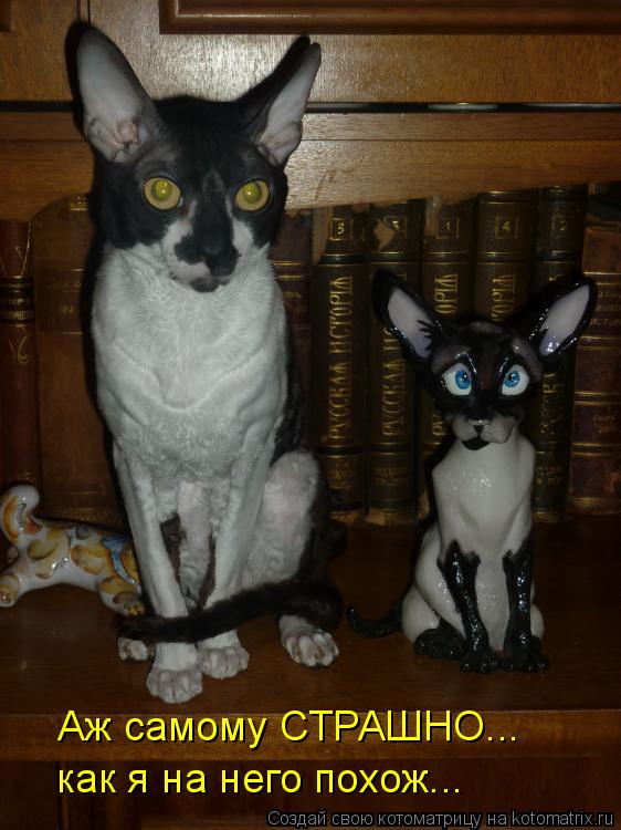 Котоматрица: Аж самому СТРАШНО... как я на него похож...