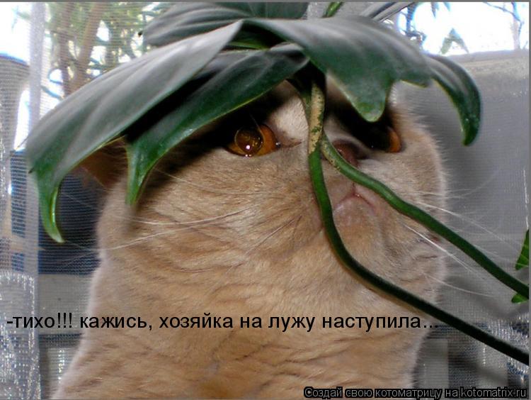 Котоматрица: -тихо!!! кажись, хозяйка на лужу наступила...