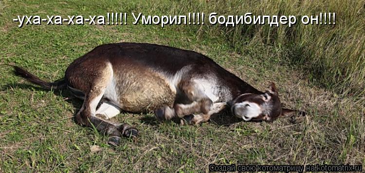 Котоматрица: -уха-ха-ха-ха!!!!! Уморил!!!! бодибилдер он!!!!