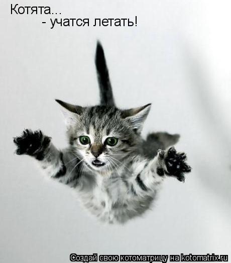 Котята... - учатся летать!... Котоматрица: Котята... - учатся летать!