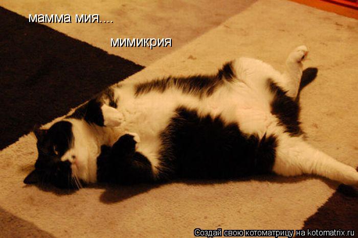 мамма мия.... мимикрия... Котоматрица: мамма мия.... мимикрия