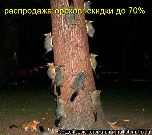 распродажа орехов. скидки до 70%... Котоматрица: распродажа орехов. скидки до 70%