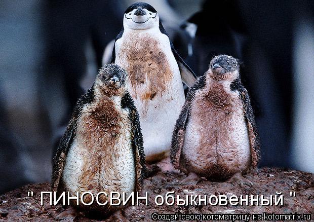 " ПИНОСВИН обыкновенный "... Котоматрица: " ПИНОСВИН обыкновенный "