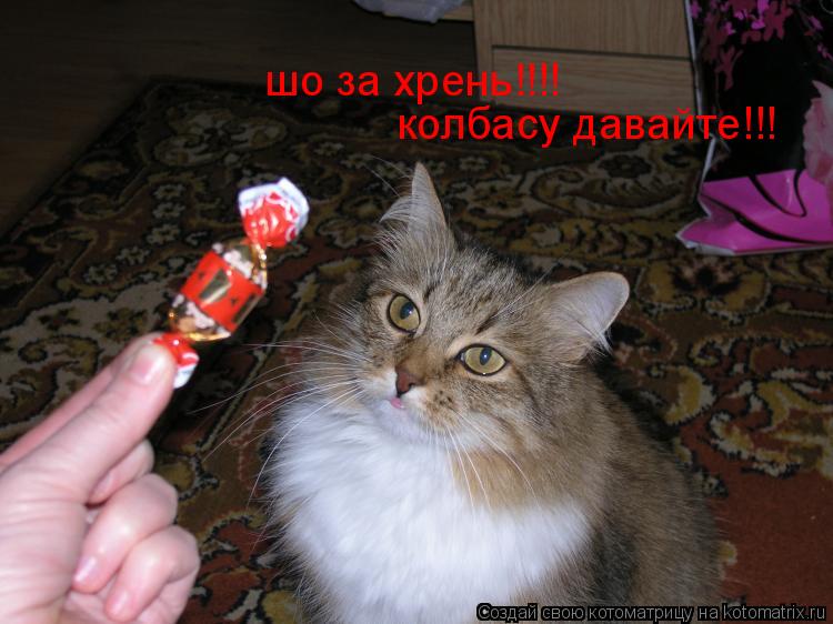 шо за хрень!!!! колбасу давайте!!!... Котоматрица: шо за хрень!!!! колбасу давайте!!!