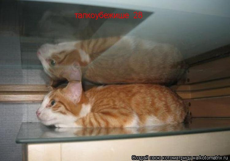 тапкоубежише №28... Котоматрица: тапкоубежише №28