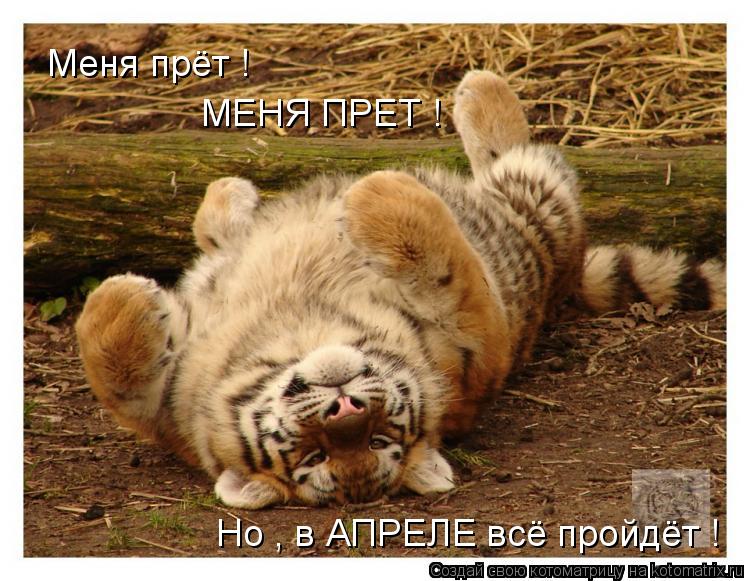 Меня прёт ! МЕНЯ ПРЕТ ! Но , в АПРЕЛЕ всё пройдёт !... Котоматрица: Меня прёт ! МЕНЯ ПРЕТ ! Но , в АПРЕЛЕ всё пройдёт !
