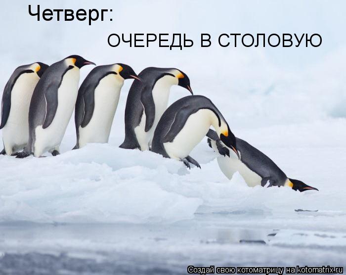 Котоматрица: Четверг: ОЧЕРЕДЬ В СТОЛОВУЮ