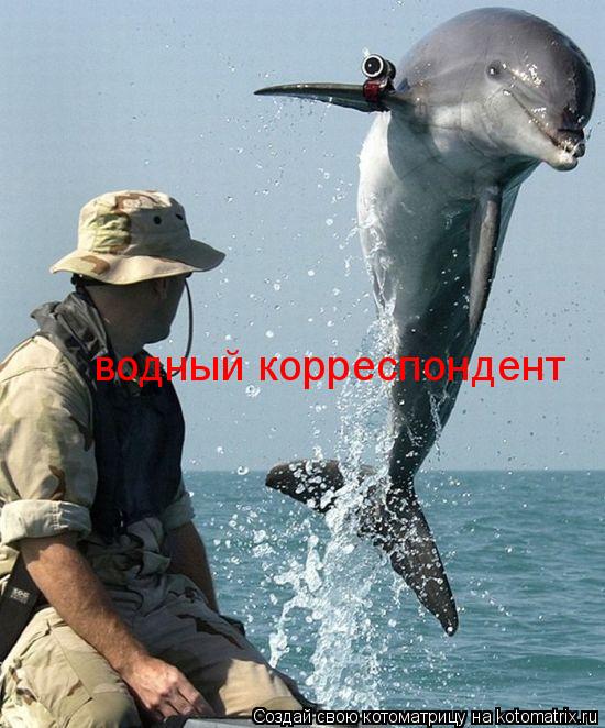 Котоматрица: водный корреспондент
