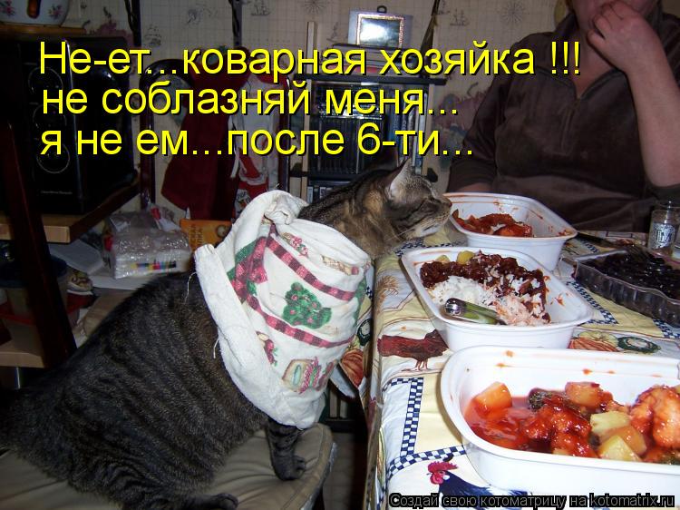 Не-ет...коварная хозяйка !!! не соблазняй меня... я не ем...после 6-ти...... Котоматрица: Не-ет...коварная хозяйка !!! не соблазняй меня... я не ем...после 6-ти...