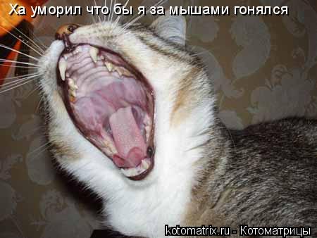 Ха уморил что бы я за мышами гонялся... Котоматрица: Ха уморил что бы я за мышами гонялся