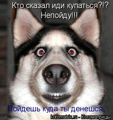 Кто сказал иди купаться ?!? Непойду!!! Пойдешь куда ты денешся... Котоматрица: Кто сказал иди купаться ?!? Непойду!!! Пойдешь куда ты денешся