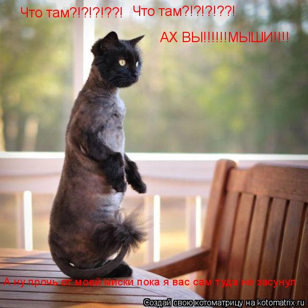 Что там?!?!?!??! Что там?!?!?!??! АХ ВЫ!!!!!!МЫШИ!!!! А ну прочь от моей миски пока я вас сам туда не... Котоматрица: Что там?!?!?!??! Что там?!?!?!??! АХ ВЫ!!!!!!МЫШИ!!!! А ну прочь от моей миски пока я вас сам туда не засунул