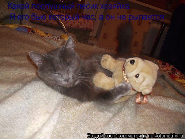 Какой послушный песик хозяйка Я его бью который час, а он не рыпается... Котоматрица: Какой послушный песик хозяйка Я его бью который час, а он не рыпается