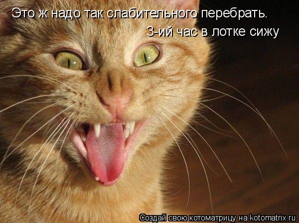 Это ж надо так слабительного перебрать. 3-ий час в лотке сижу... Котоматрица: Это ж надо так слабительного перебрать. 3-ий час в лотке сижу