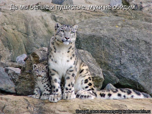 Да мы белые и пушистые, мухи не обидим.... Котоматрица: Да мы белые и пушистые, мухи не обидим.