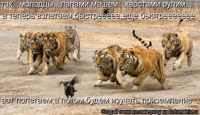 так...молодцы...лапами машем...хвостами рулим... а теперь взлетаем,быстреееее,еще быстреееееее вот по... Котоматрица: так...молодцы...лапами машем...хвостами рулим... а теперь взлетаем,быстреееее,еще быстреееееее вот полетаем,а потом будем изучать приземление