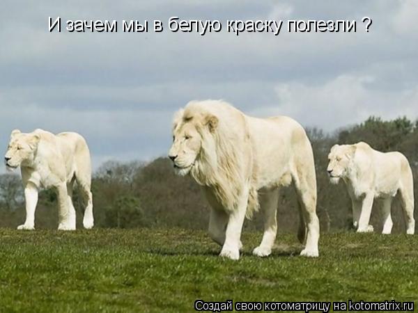 И зачем мы в белую краску полезли ?... Котоматрица: И зачем мы в белую краску полезли ?