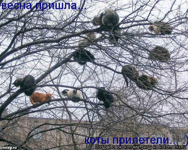 весна пришла... коты прилетели... :)... Котоматрица: весна пришла... коты прилетели... :)