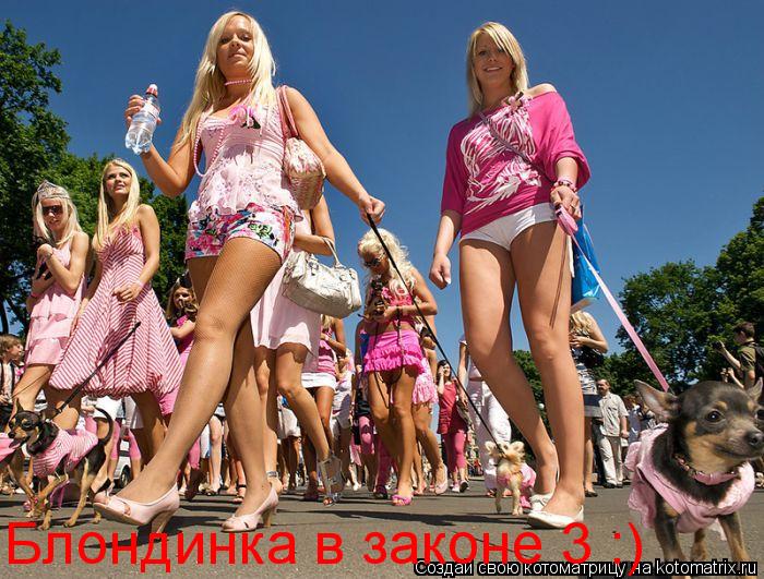 Блондинка в законе 3 :)... Котоматрица: Блондинка в законе 3 :)