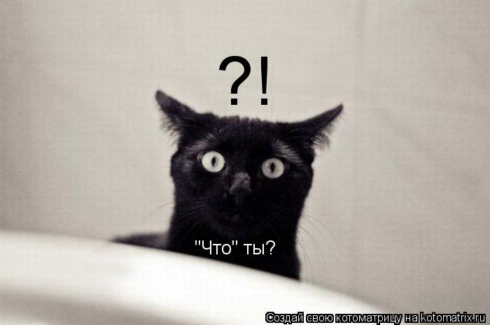?! "Что" ты?... Котоматрица: ?! "Что" ты?