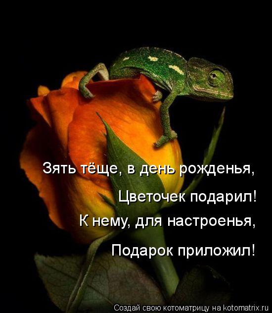 Котоматрица: Зять тёще, в день рожденья, К нему, для настроенья, Подарок приложил! Цветочек подарил!