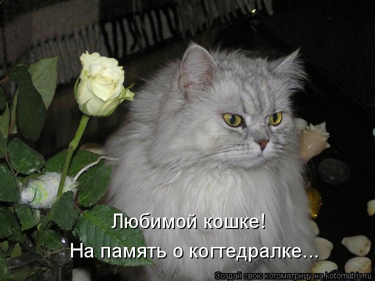 Котоматрица: Любимой кошке! На память о когтедралке...
