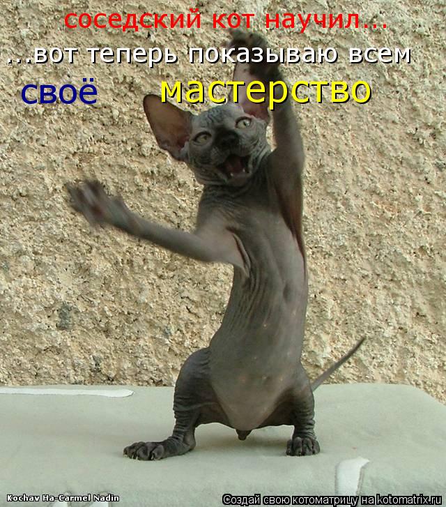 Котоматрица: ...вот теперь показываю всем соседский кот научил... своё  мастерство