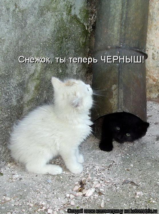 Котоматрица: Снежок, ты теперь ЧЕРНЫШ!
