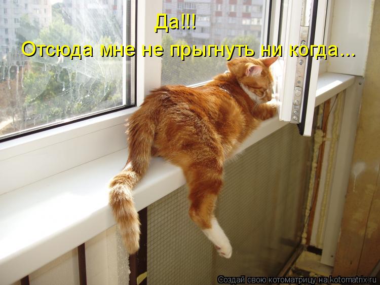 Котоматрица: Да!!! Отсюда мне не прыгнуть ни когда...