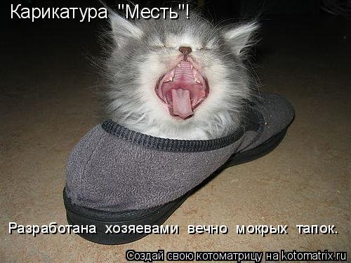 Котоматрица: Карикатура  "Месть"! Разработана  хозяевами  вечно  мокрых  тапок.