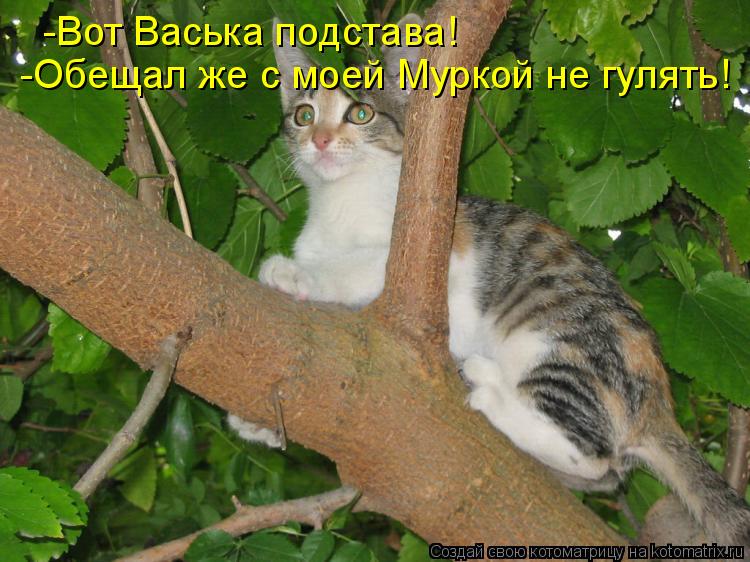 Котоматрица: -Вот Васька подстава! -Обещал же с моей Муркой не гулять!