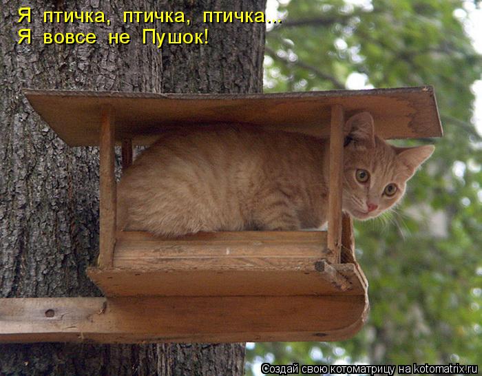 Я птичка, птичка, птичка... Я вовсе не Пушок!... Котоматрица: Я птичка, птичка, птичка... Я вовсе не Пушок!