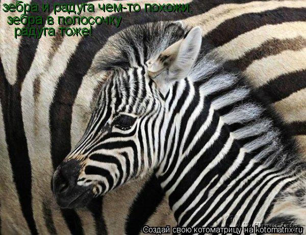 Котоматрица: зебра и радуга чем-то похожи, зебра в полосочку радуга тоже!