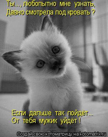 Котоматрица: Если  дальше  так  пойдёт... Ты..., любопытно  мне  узнать, Давно смотрела под кровать ? От  тебя  мужик  уйдёт !
