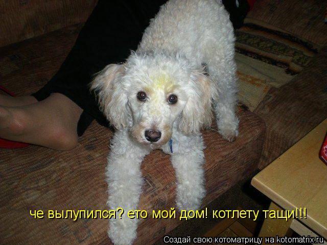 че вылупился? ето мой дом! котлету тащи!!!... Котоматрица: че вылупился? ето мой дом! котлету тащи!!!