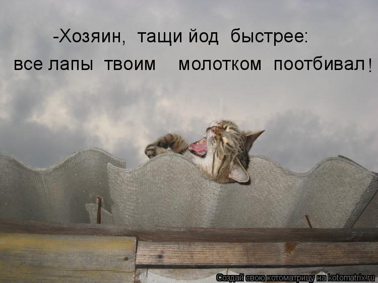 -Хозяин, тащи йод быстрее: все лапы твоим молотком поотбивал !... Котоматрица: -Хозяин, тащи йод быстрее: все лапы твоим молотком поотбивал !