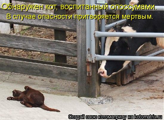 Обнаружен кот, воспитанный опоссумами. В случае опасности притворяется мертвым.... Котоматрица: Обнаружен кот, воспитанный опоссумами. В случае опасности притворяется мертвым.