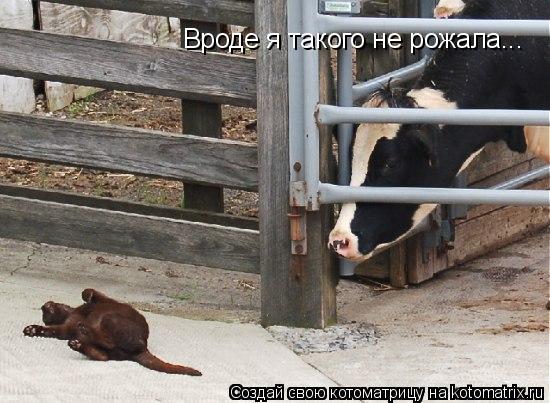 Вроде я такого не рожала...... Котоматрица: Вроде я такого не рожала...