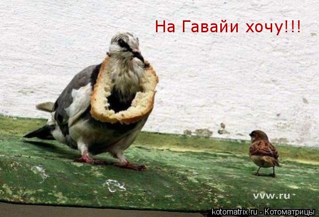 На Гавайи хочу!!!... Котоматрица: На Гавайи хочу!!!