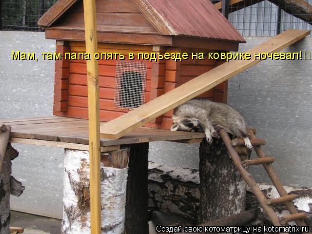 Мам, там папа опять в подъезде на коврике ночевал!... Котоматрица: Мам, там папа опять в подъезде на коврике ночевал!